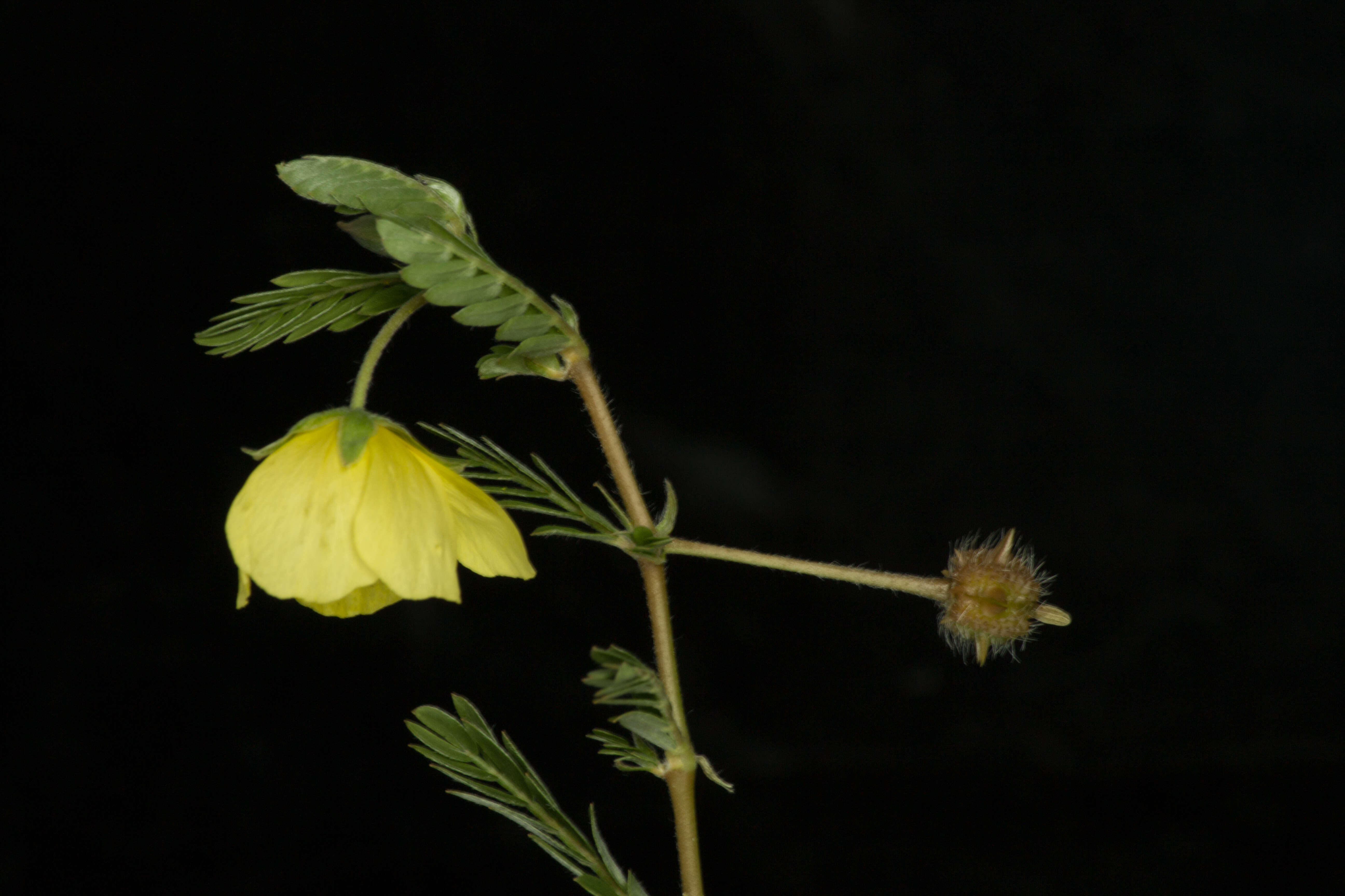 Image de Tribulus cistoides L.