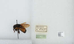 Image of Bombus ephippiatus Say 1837