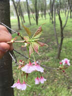 Image of Prunus L.