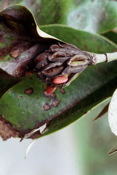 Image of Laurel Magnolia