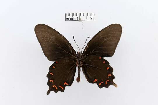 Image of Parides montezuma (Westwood 1842)