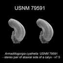 Image of Armadillogorgia cyathella Bayer 1980