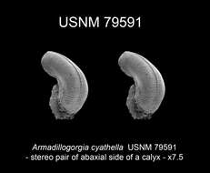 Image de Armadillogorgia cyathella Bayer 1980