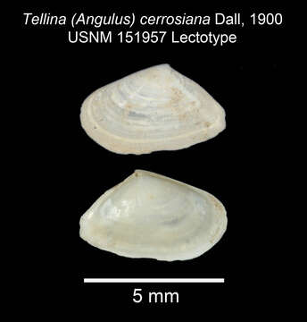 Image of Ameritella cerrosiana (Dall 1900)