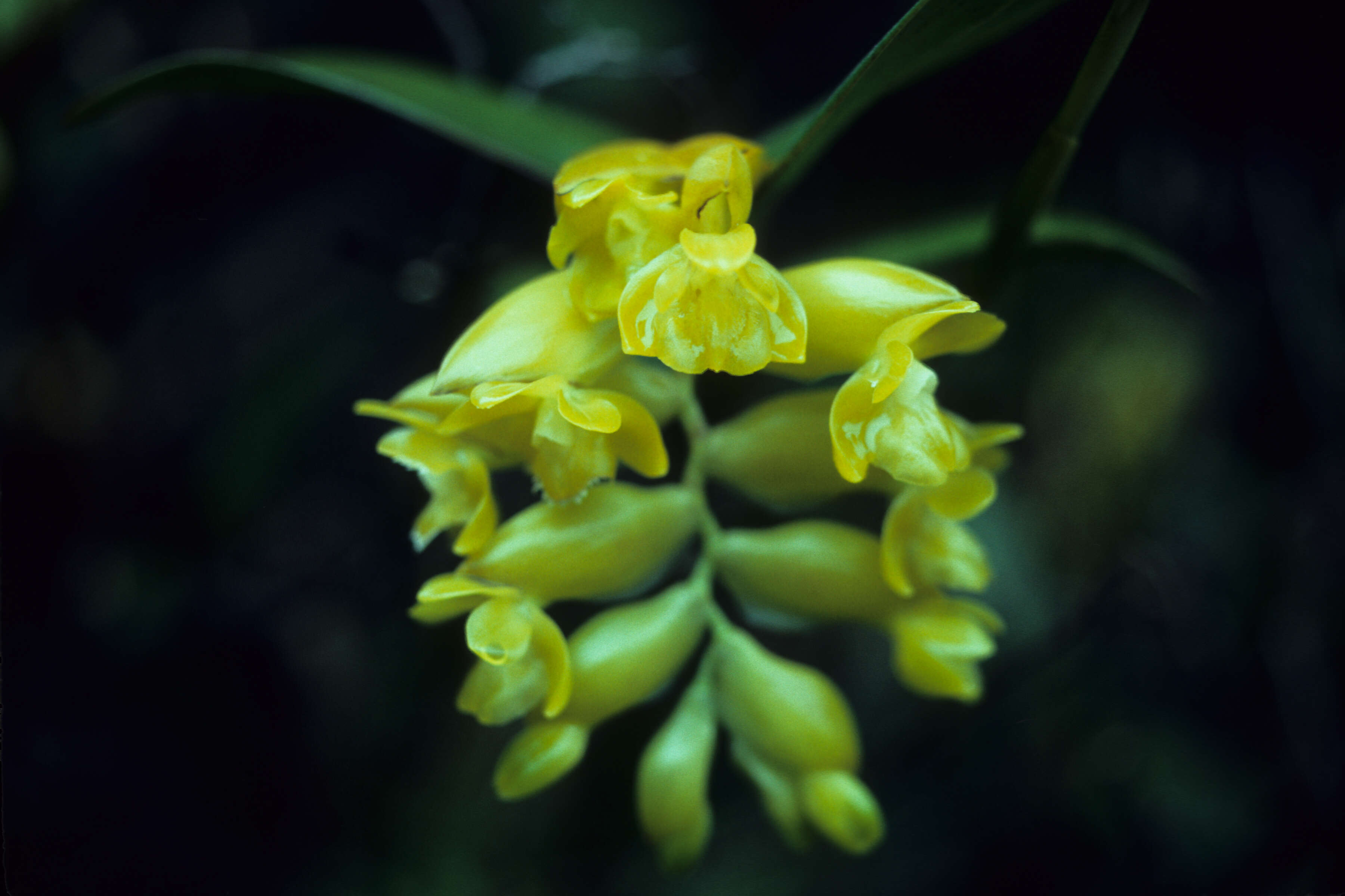 Image of Epidendrum L.