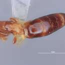 Image of <i>Sclerodermus macrogaster</i> Ashmead