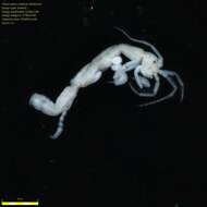 Image of Skeleton shrimp