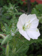 Sivun Oenothera neomexicana (Small) Munz kuva