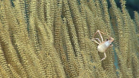 Imagem de Paracalyptrophora hawaiiensis Cairns 2009