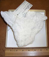 Image of Elkhorn Coral