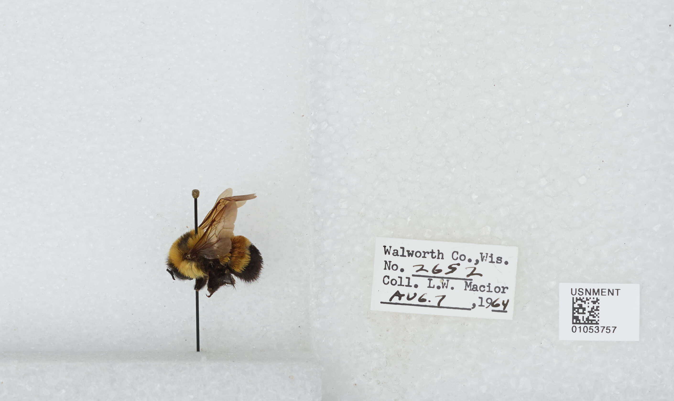 Слика од Bombus affinis Cresson 1864