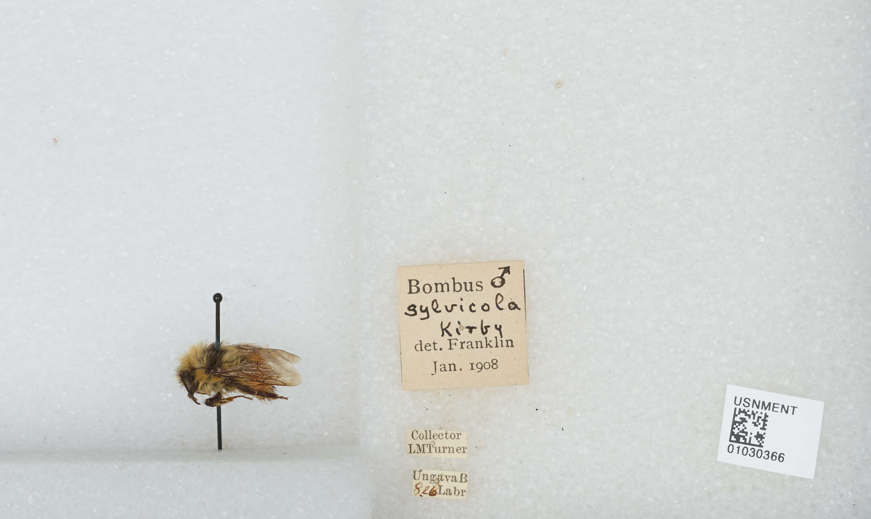 Image de Bombus sylvicola Kirby 1837