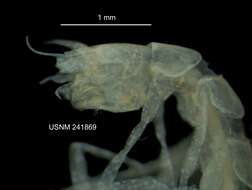 Image of Caecidotea mausi Lewis & Bowman 2009