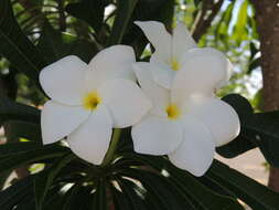 Image of bridal boquet