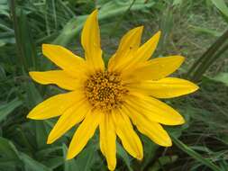 Image de Wyethia angustifolia (DC.) Nutt.