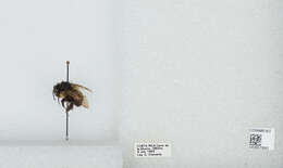 Image of Bombus ephippiatus Say 1837