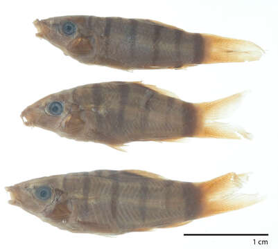 Image of Barred Loach