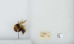 Слика од Bombus balteatus Dahlbom 1832