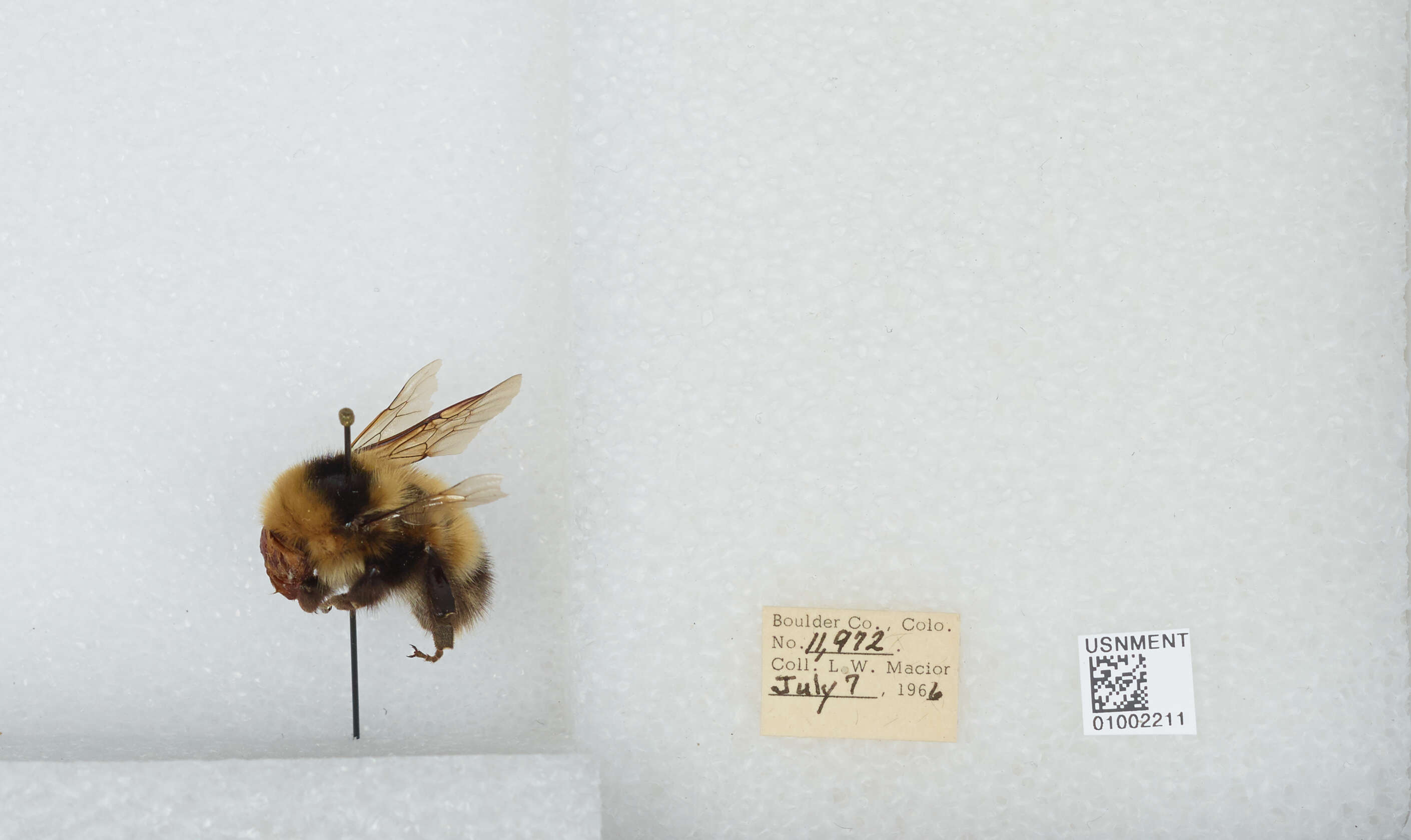 Слика од Bombus balteatus Dahlbom 1832