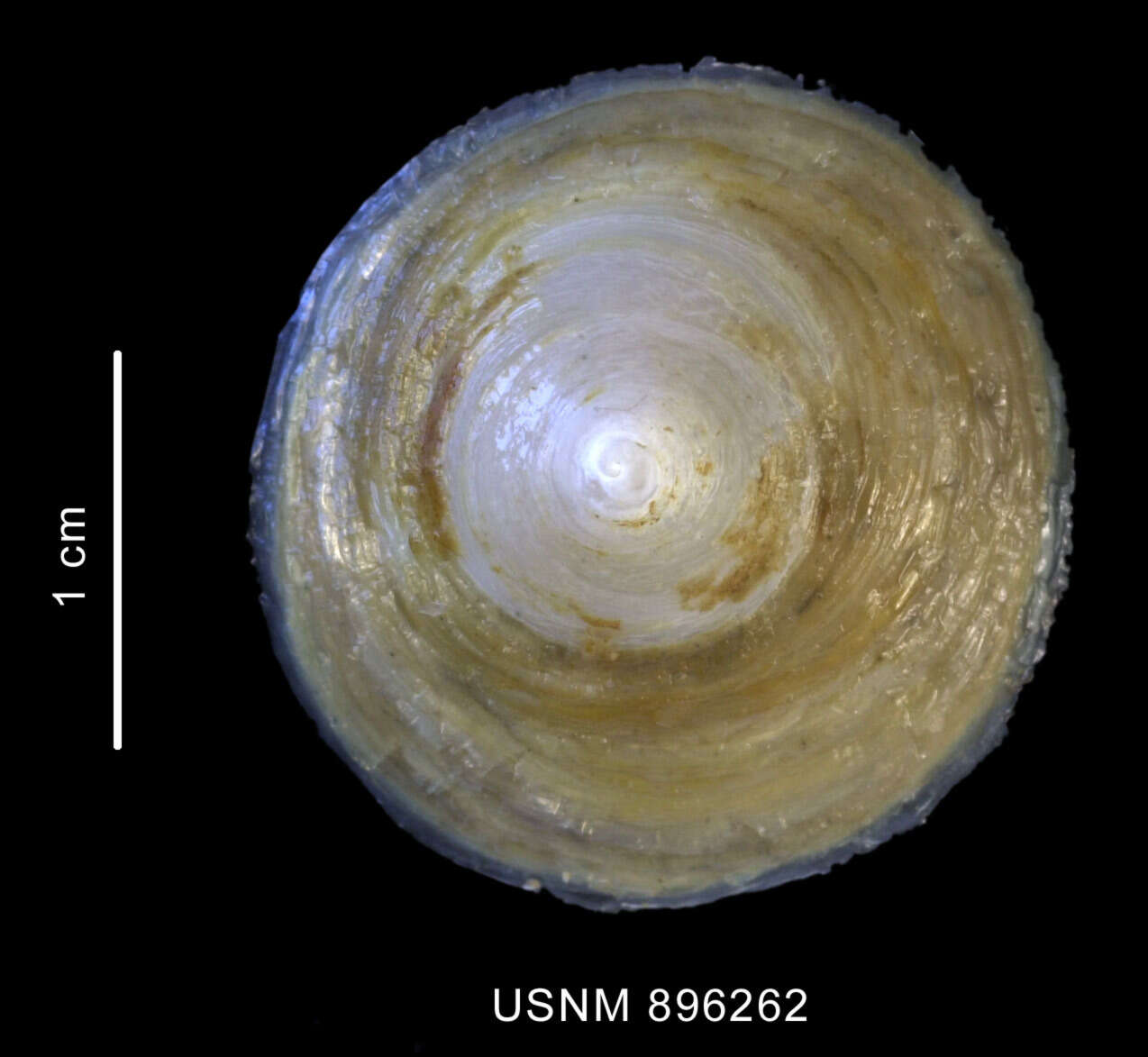 Image of Trochita decipiens (Philippi 1845)