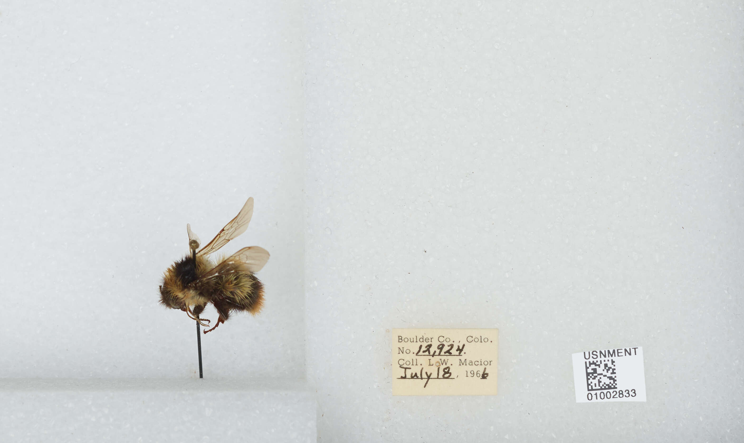 Слика од Bombus balteatus Dahlbom 1832