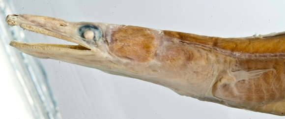 Image of Congrhynchus