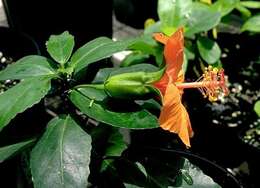 Image of Native Red Rose-Mallow