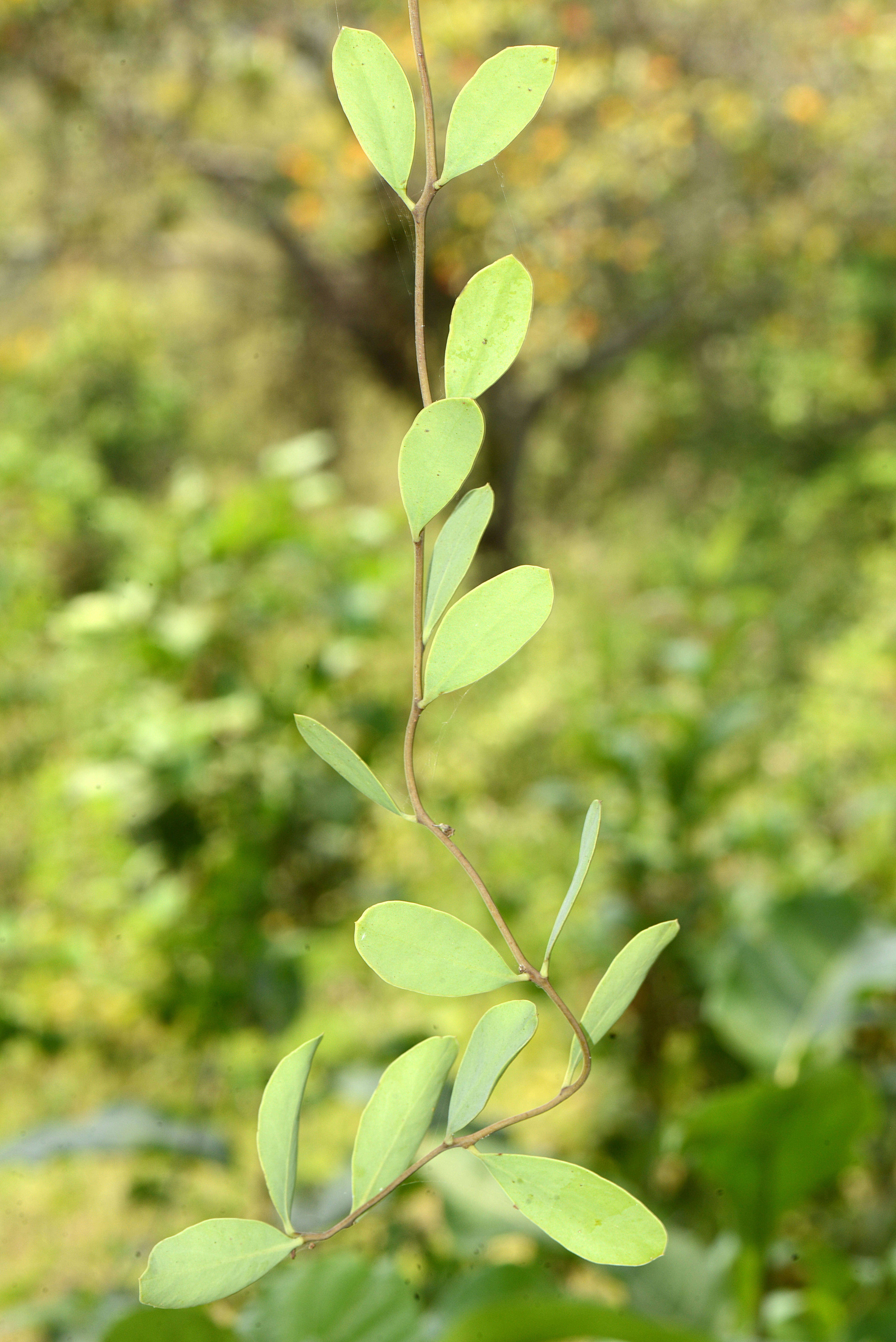 Image of Cladocolea pringlei J. Kuijt