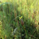 Image of coastal plain yelloweyed grass