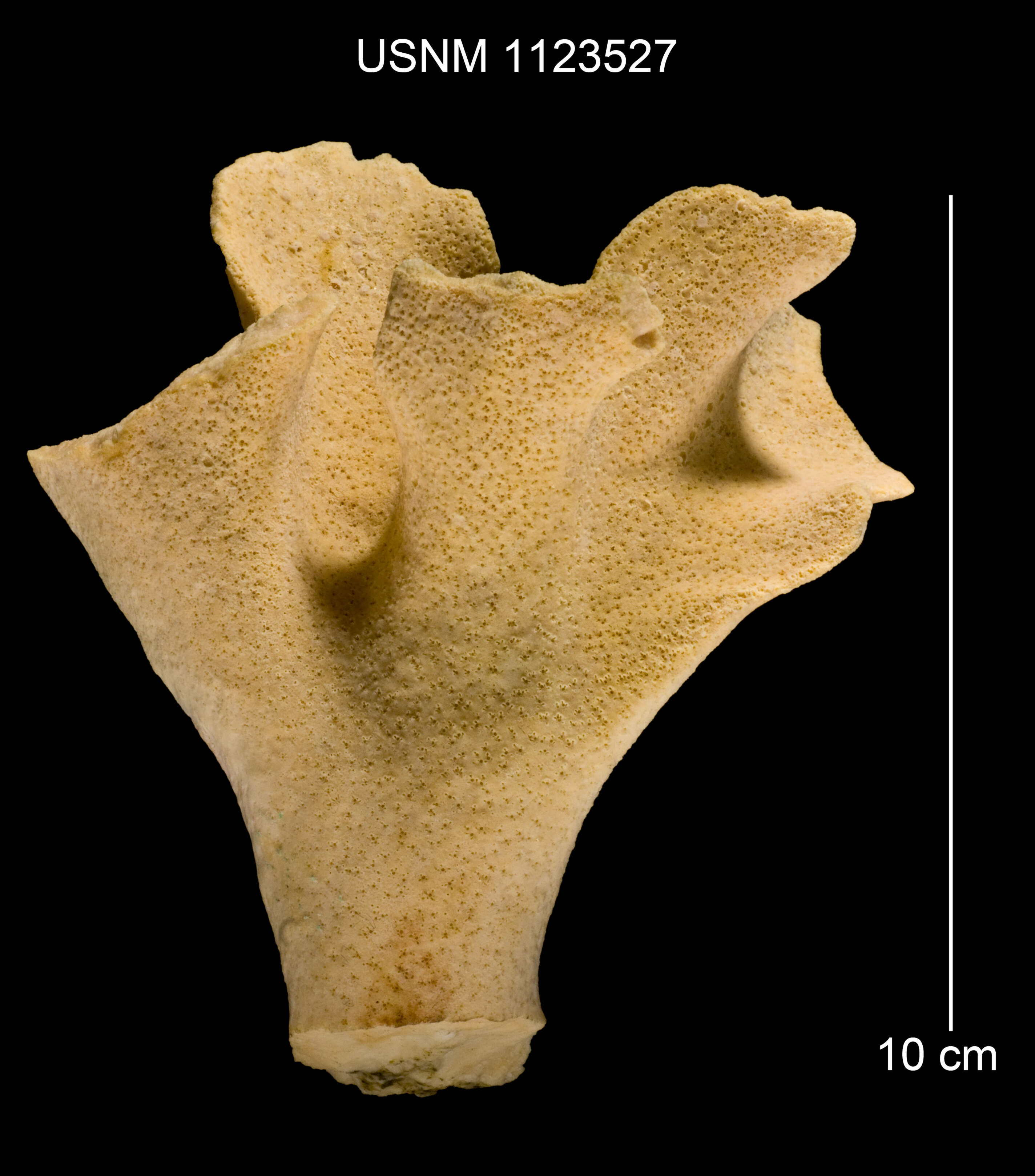 Image of Errinopora undulata Lindner & Cairns 2011