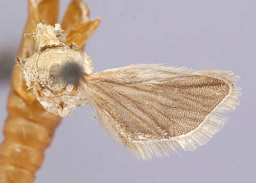 Image of Subtropical Pine Tip Moth