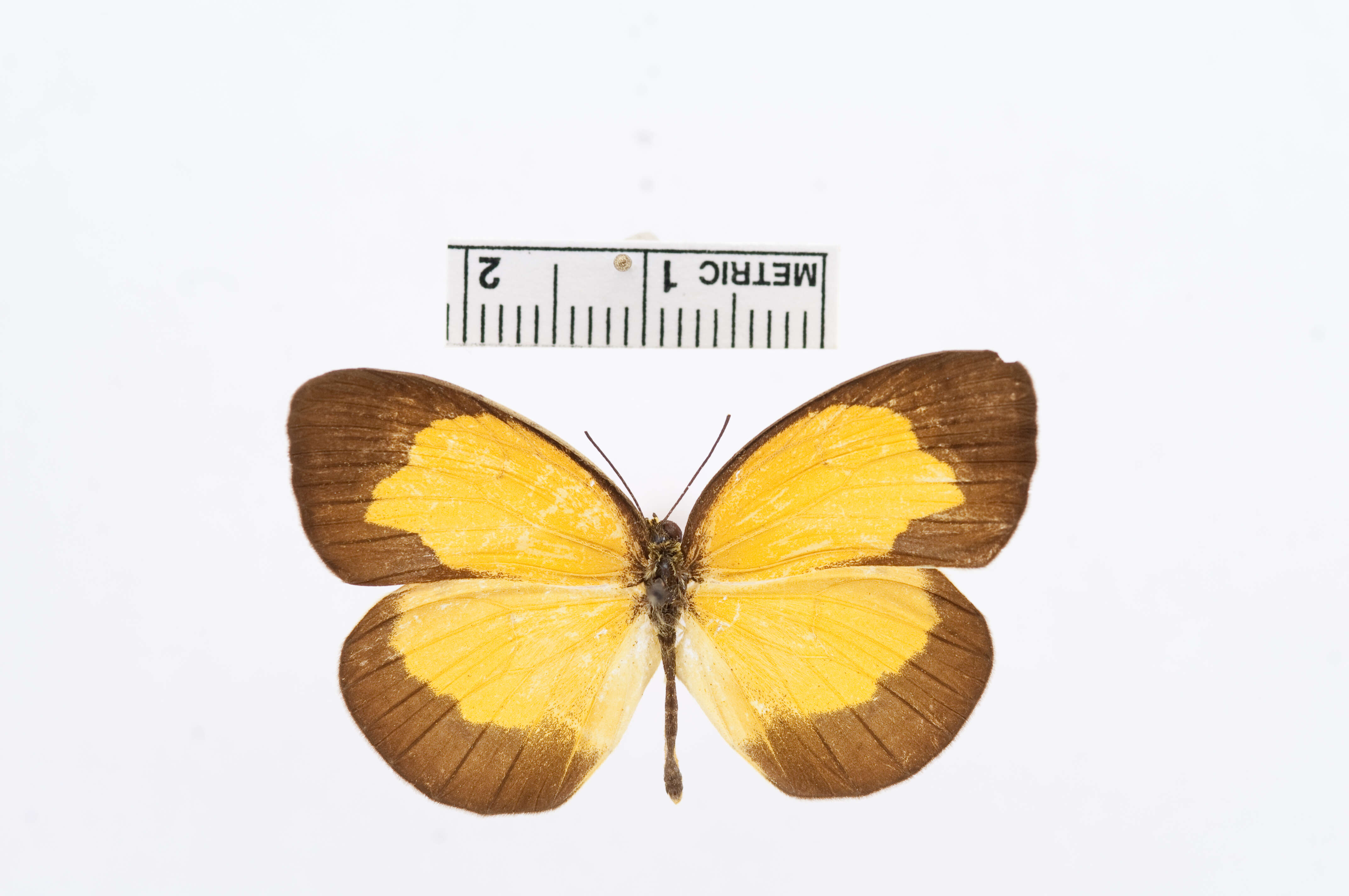 Image of Eurema sarilata (Semper 1891)