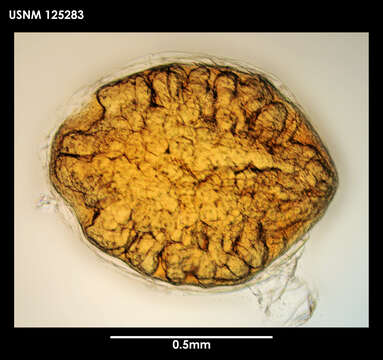 Image de Litoscalpellum simplex Newman & Ross 1971