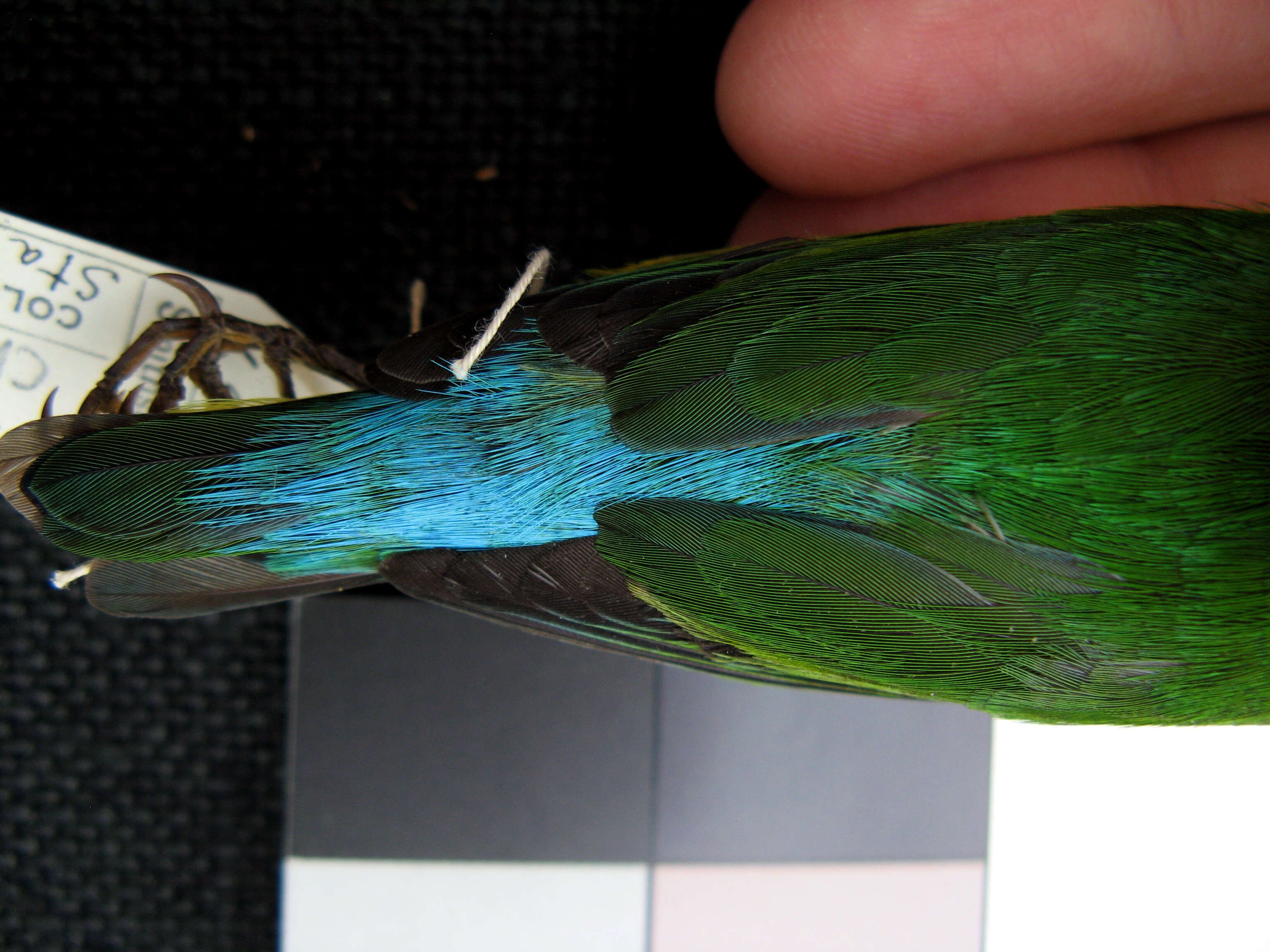 Image of Chlorophonia cyanea psittacina Bangs 1902