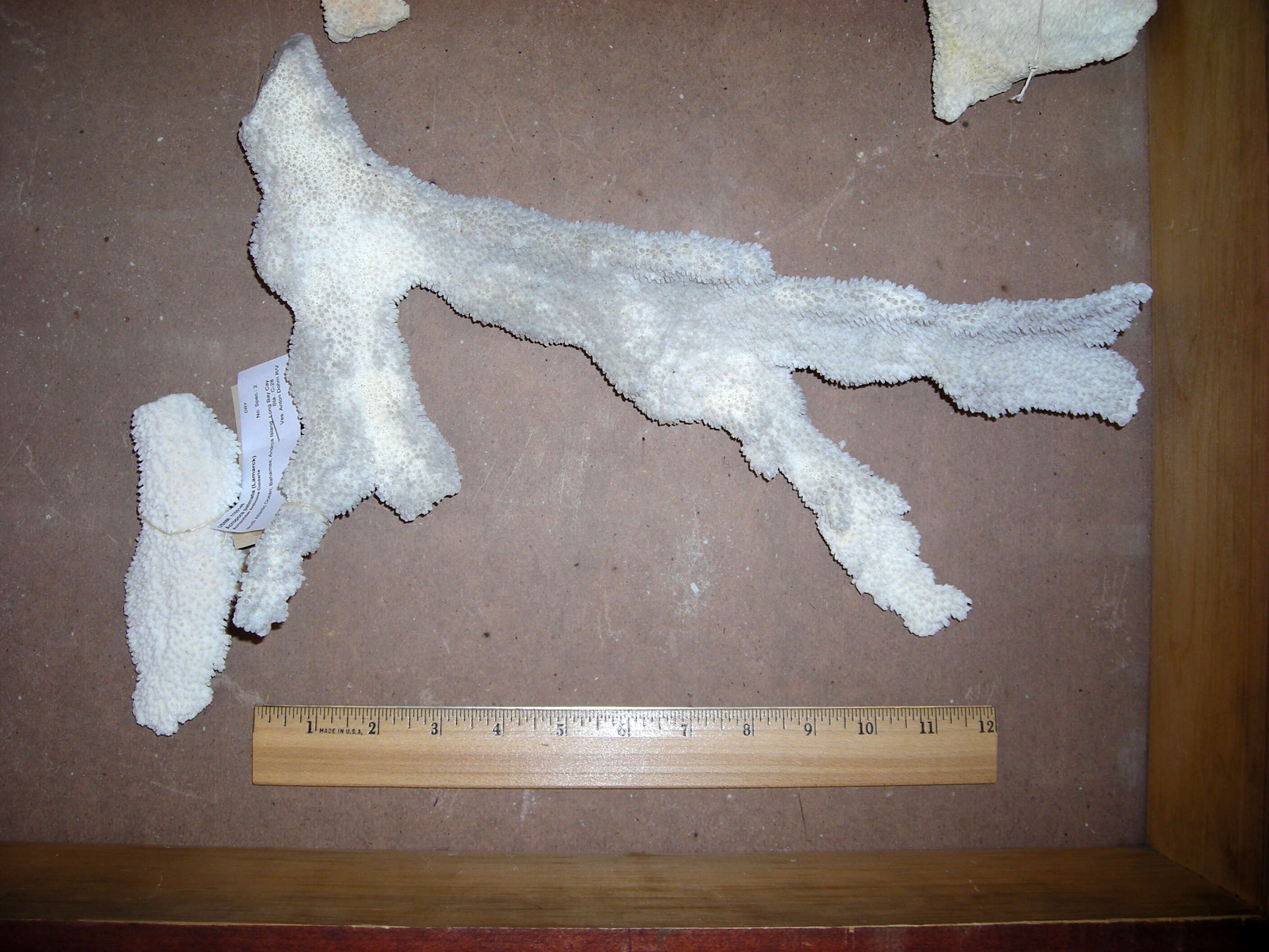 Image of Elkhorn Coral