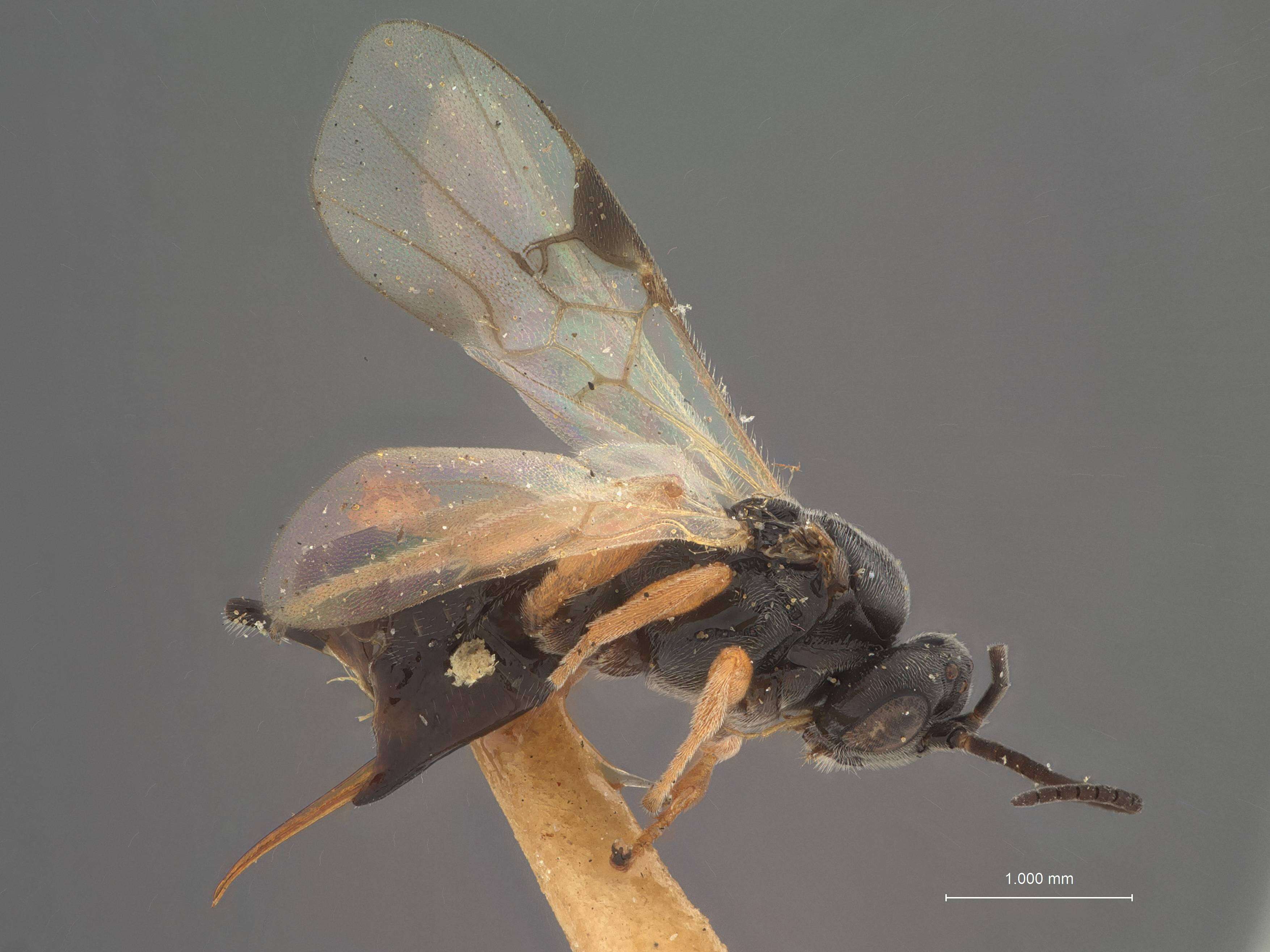 Image of Microplitis longicaudus Muesebeck 1922