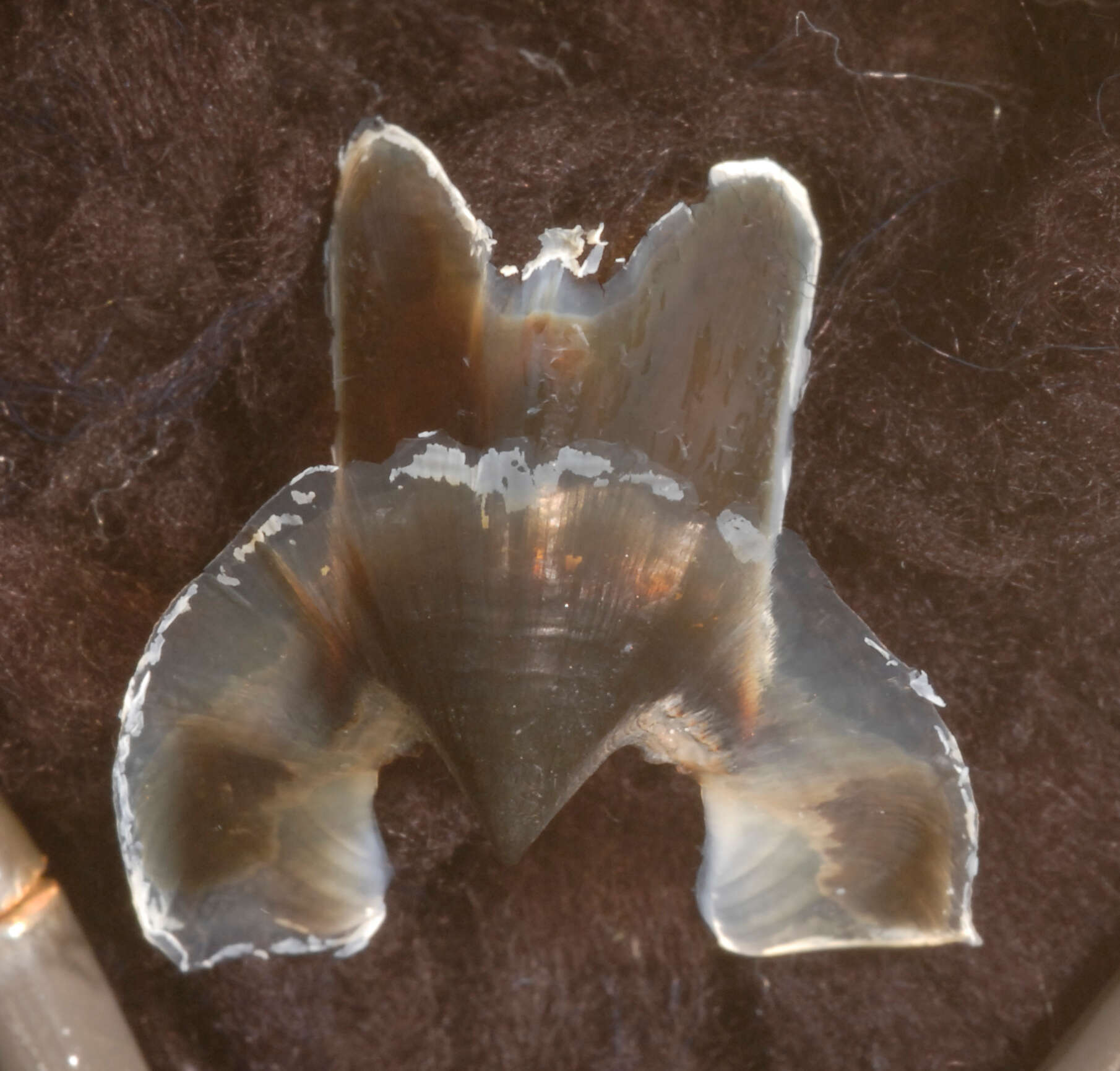 Image of Promachoteuthidae Naef 1912