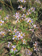 Image of slender aster