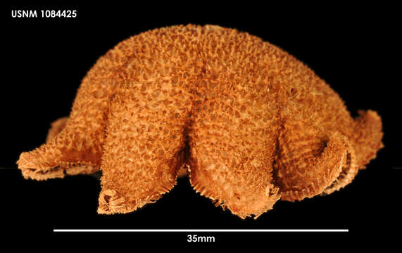 Image of Pteraster koehleri A. M. Clark 1962