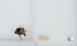 Image of White-tailed bumblebee