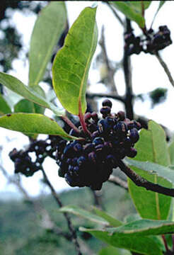 Image of Hawai'i holly