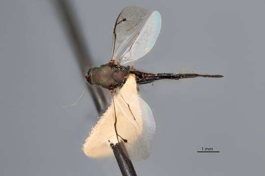 Image of Dinotiscus dendroctoni (Ashmead 1894)