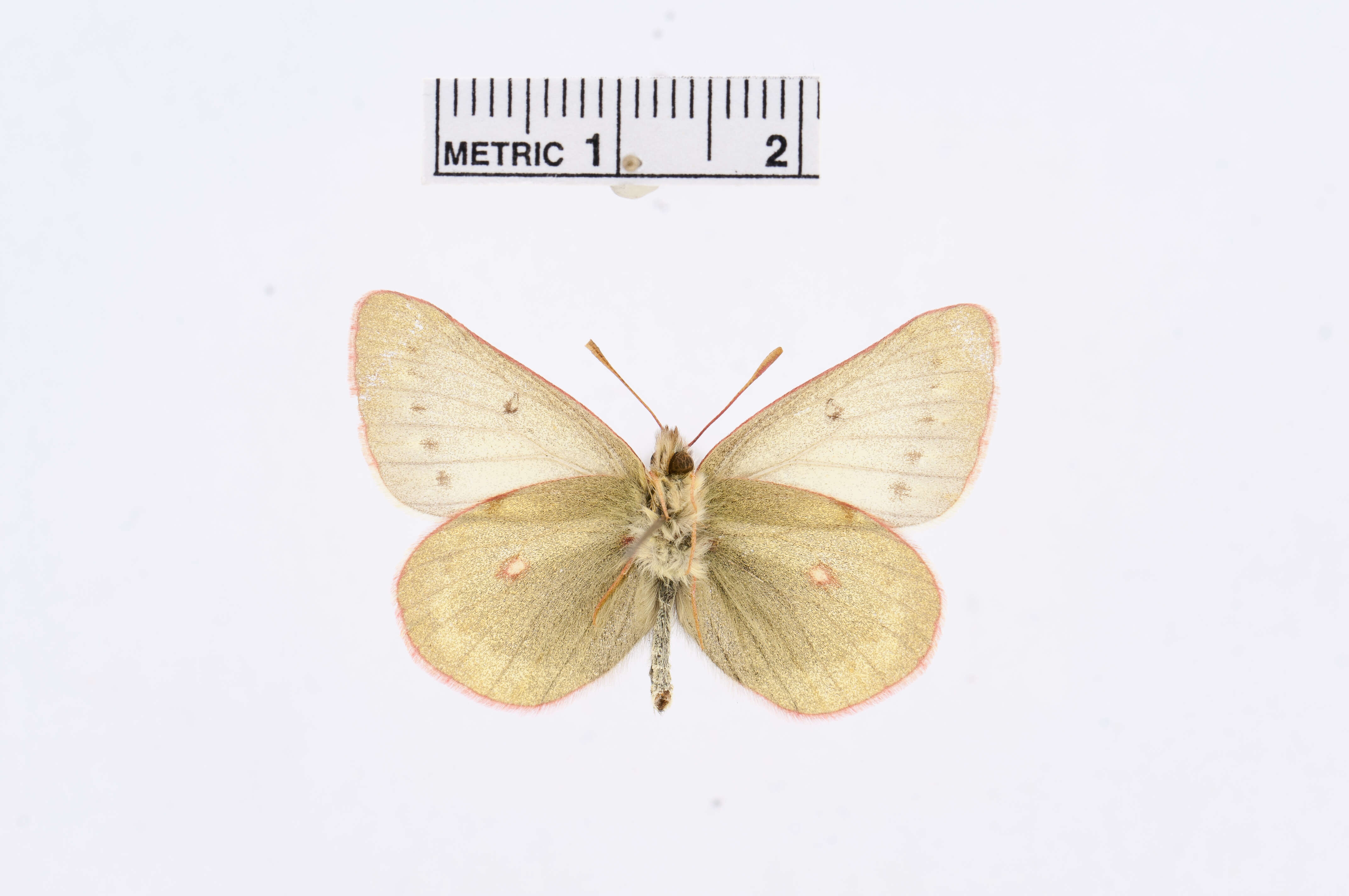 Image of Labrador Sulphur