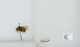 Image of Sitka bumble bee