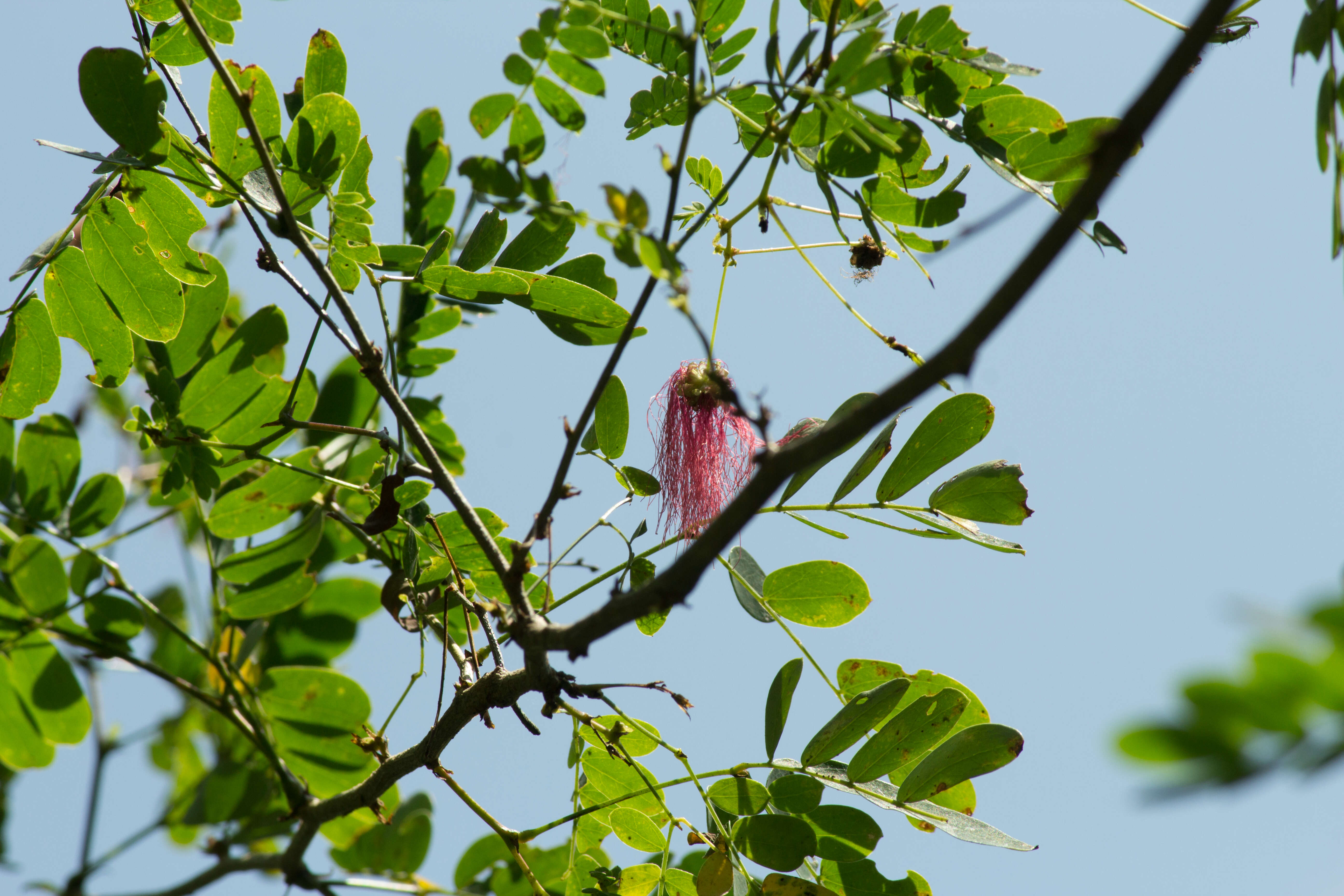 Image of Zapoteca formosa subsp. rosei (Wiggins) H. M. Hern.