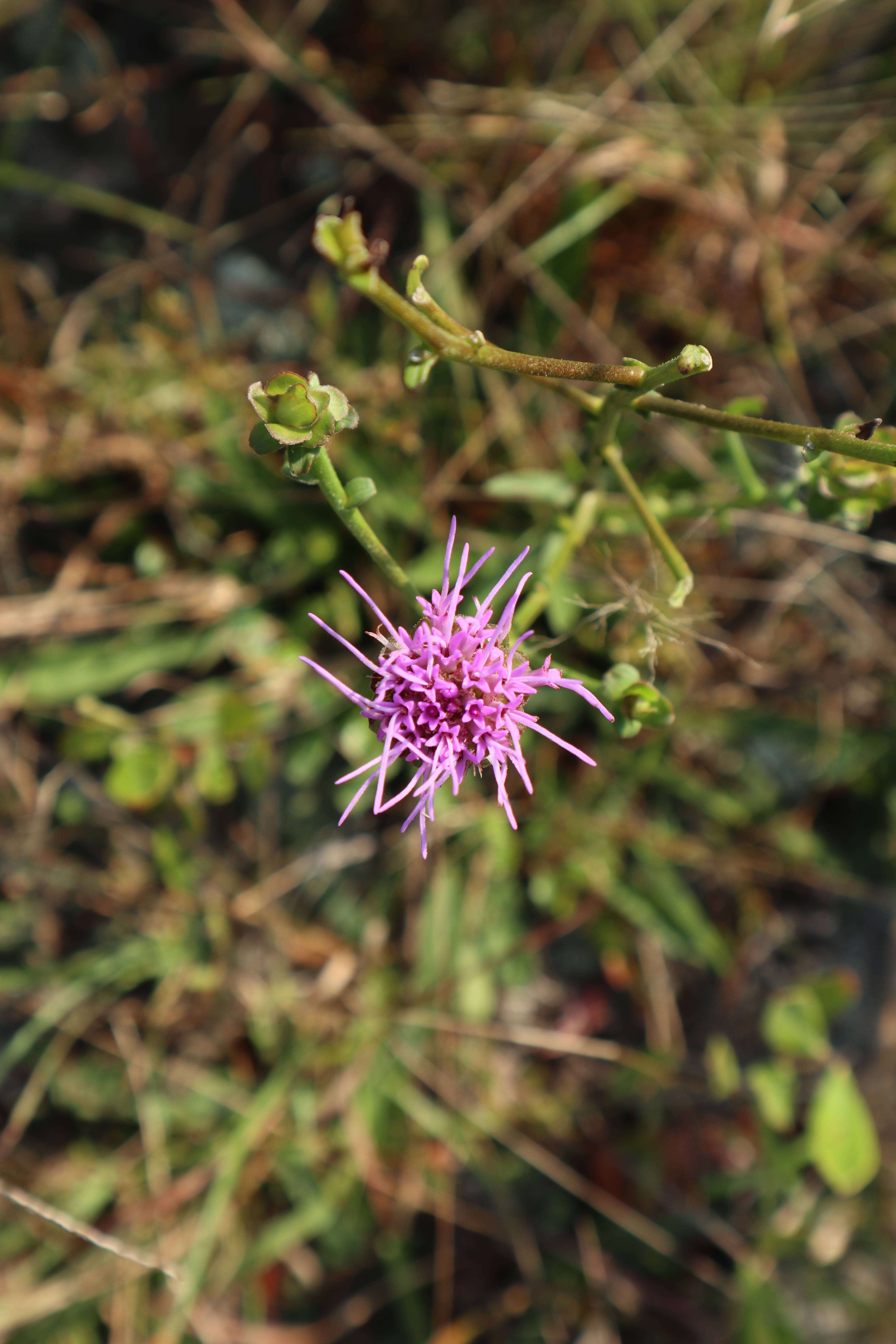 Image de Carphephorus bellidifolius (Michx.) Torr. & A. Gray