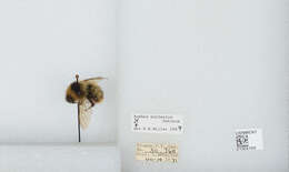 Слика од Bombus balteatus Dahlbom 1832