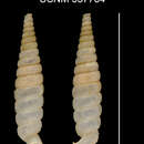 Imagem de <i>Brachypodella turcasiana cristiana</i> Torre & Bartsch