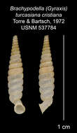 Imagem de <i>Brachypodella turcasiana cristiana</i> Torre & Bartsch