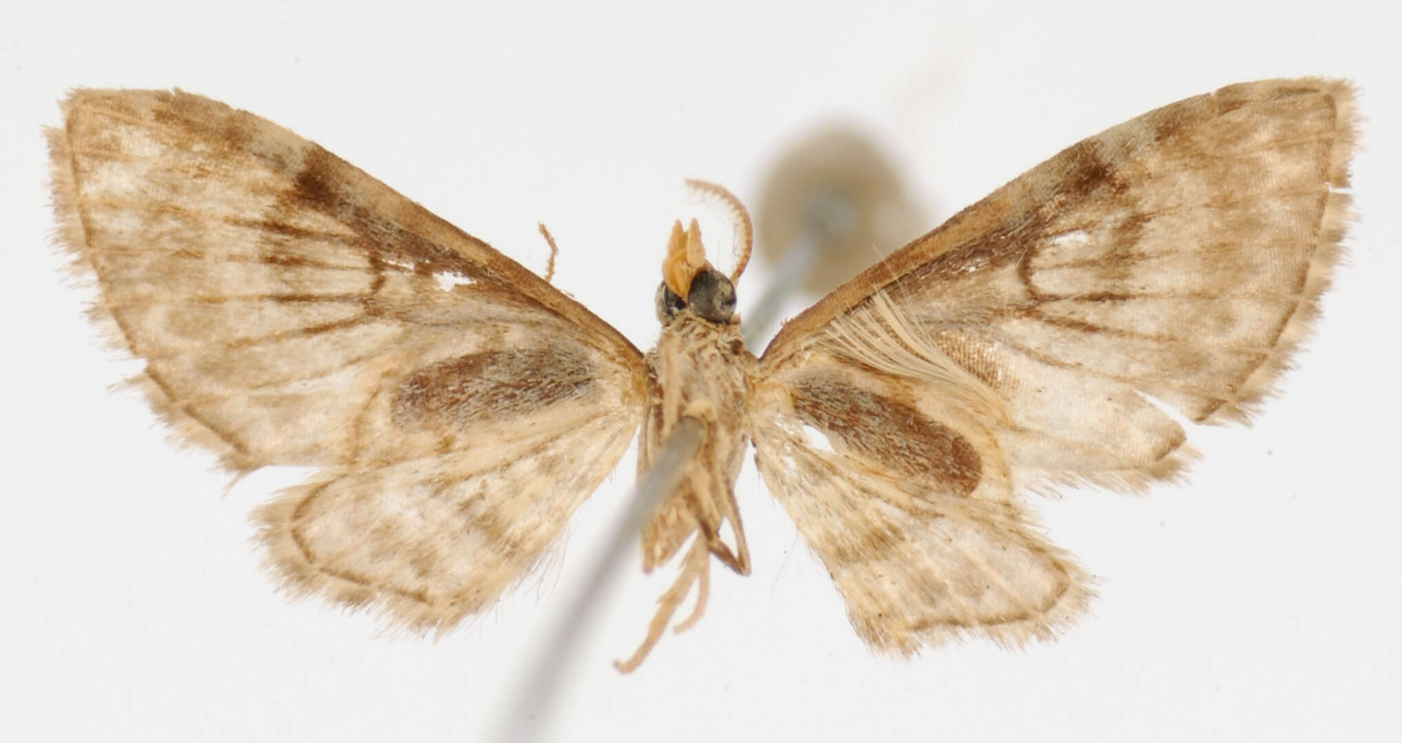 Image of Eupithecia derogata Schaus 1913